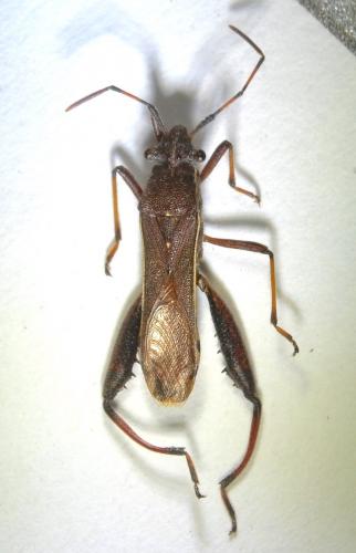 Camptopus lateralis